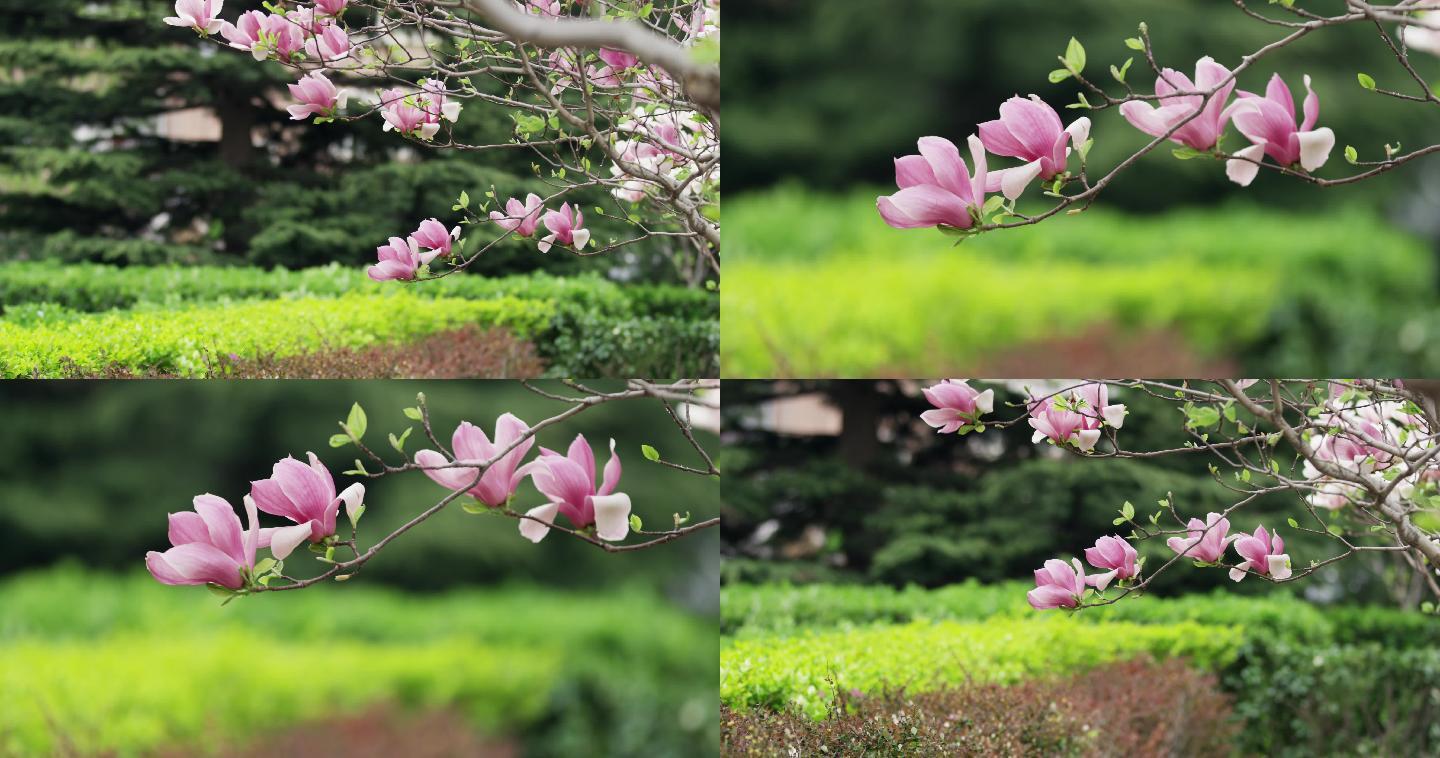 春天，粉色，玉兰花，北京春天