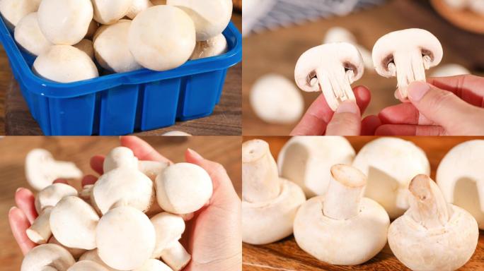 白蘑菇  口蘑