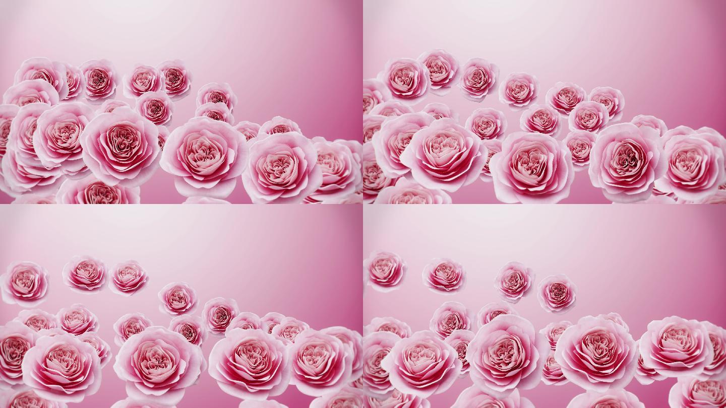 美丽的粉红色玫瑰花