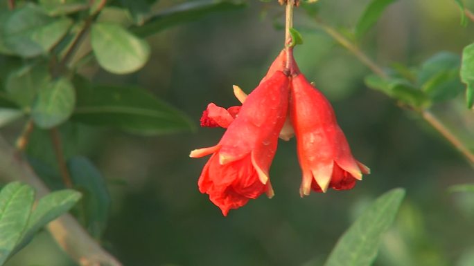 石榴花后期