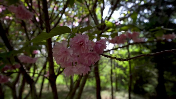 牡丹园游客花朵C_82