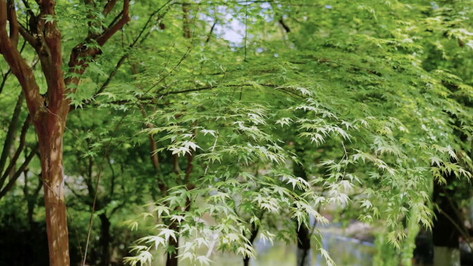 树叶微风小逆光写意