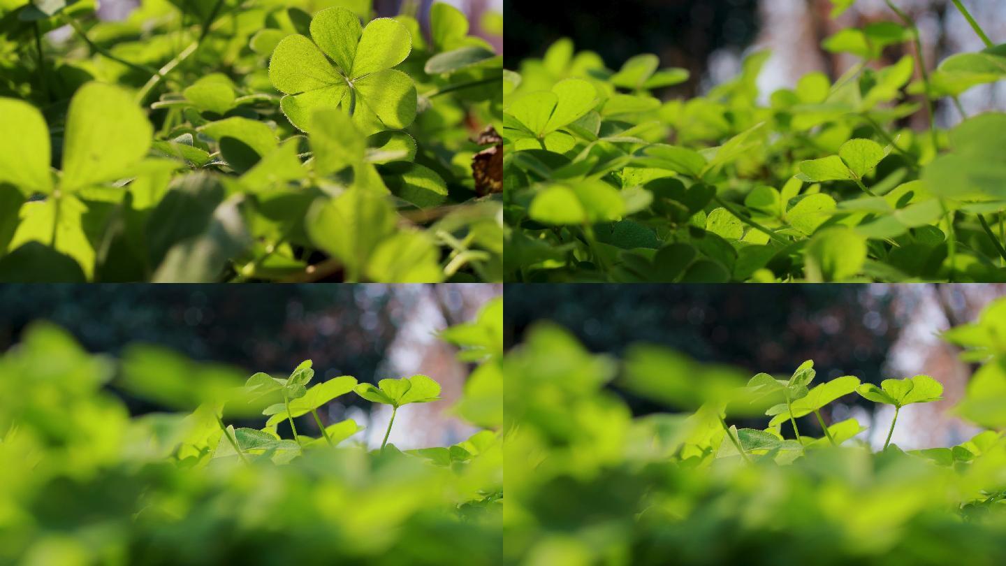 自然风景树林鸟类植物安静氛围实拍4K