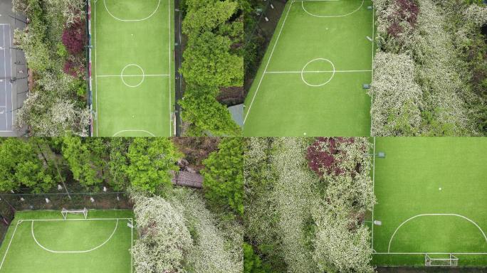 城市运动场足球场绿化绿植七里香人工草坪