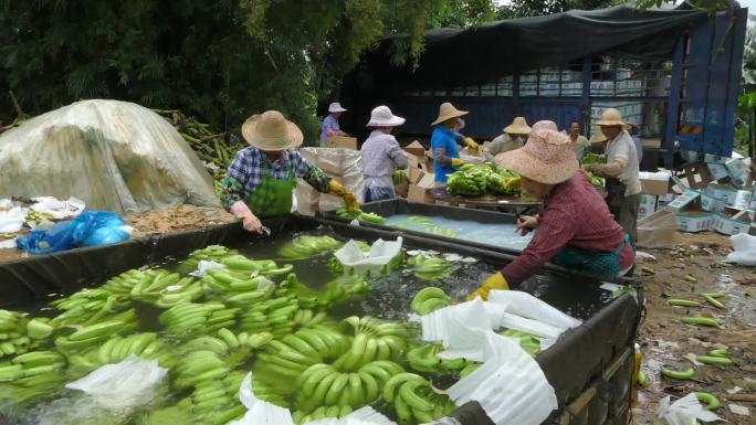 绿色香蕉收货农田收割称重