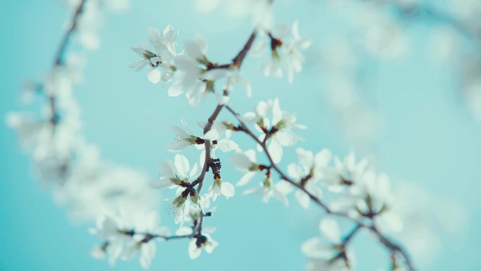 杏花 海棠花 苹果花 素材