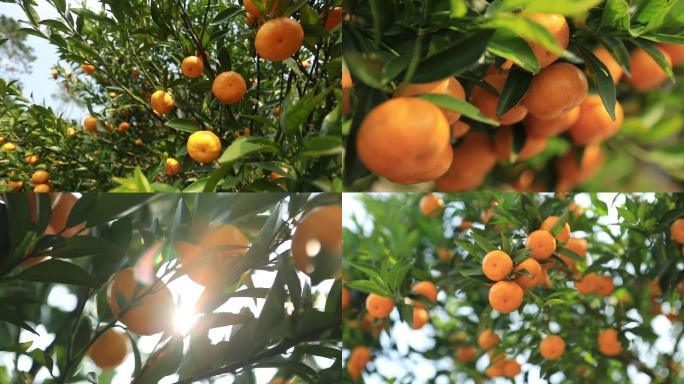 橘子树橘子成熟