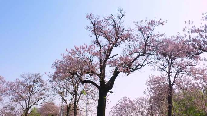 焦裕禄干部学院泡桐花开