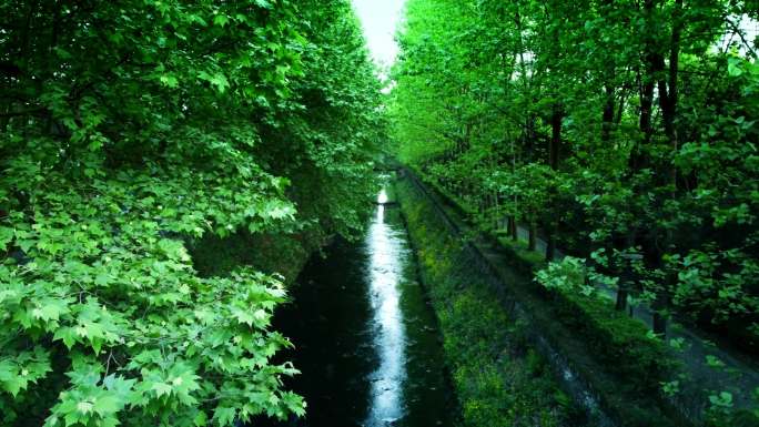 绿树成荫的道路与沟渠