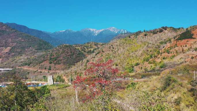 怒江两岸的木棉花