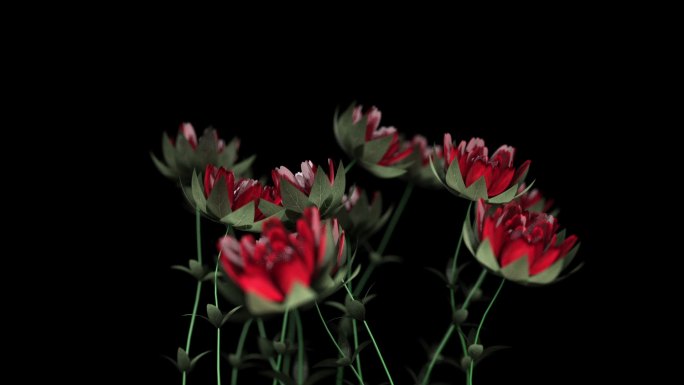 抽象红色的玫瑰花随风摆动浪漫场景动态视频