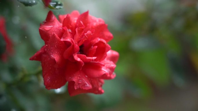 下雨 玫瑰花