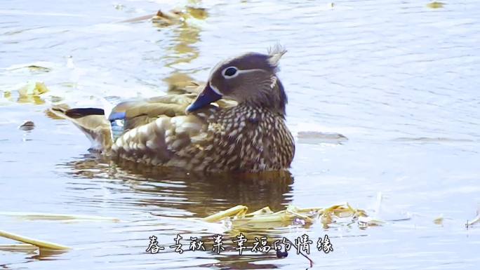 鸳鸯