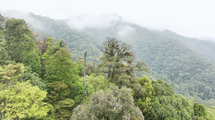 【5K】临沧双江勐库冰岛村南迫原始森林