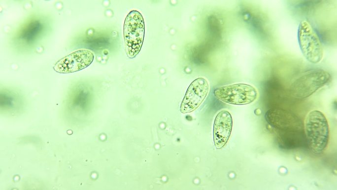 微生物纤毛虫细菌单细胞原生生物 4