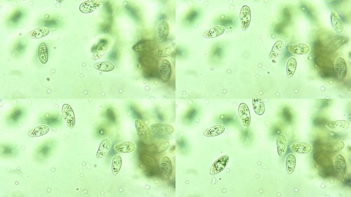 微生物纤毛虫细菌单细胞原生生物 4