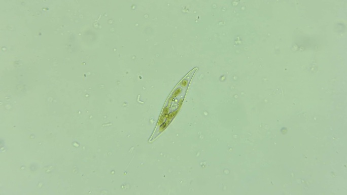微生物硅藻 2
