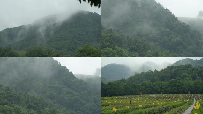 杭州西湖龙井茶园