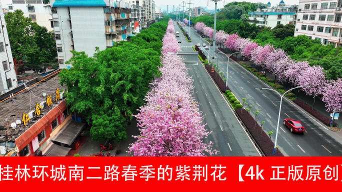 桂林环城南二路春季的紫荆花