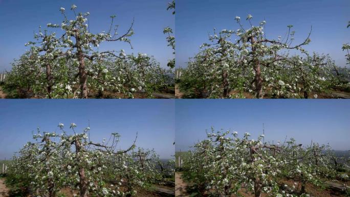 苹果种植基地果园果树B3