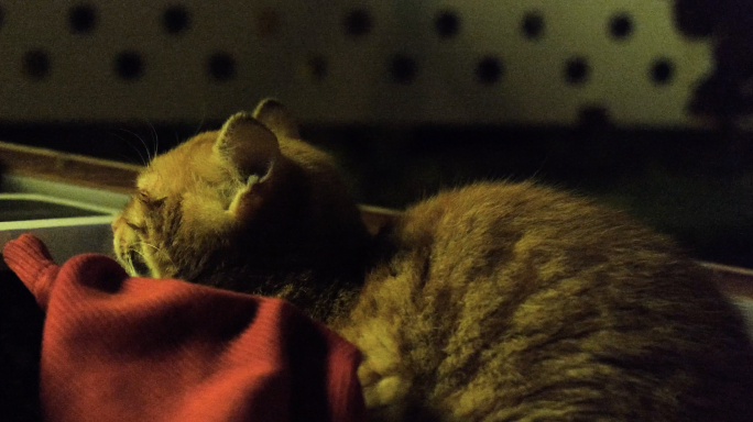 夜里让人心情平静又解压的流浪小猫4K