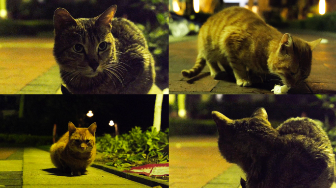 夜里让人心情平静又解压的流浪小猫4K