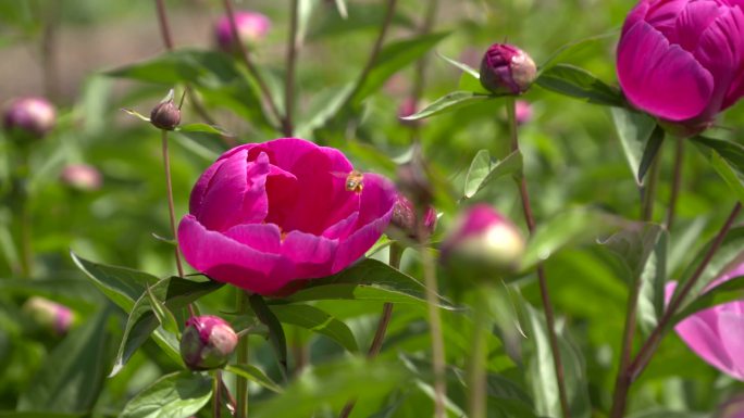 蜜蜂赤芍花