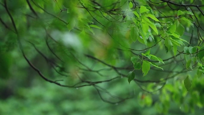春天下雨樟树树叶雨滴升格视频
