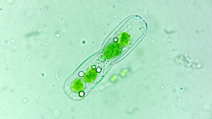 微生物硅藻细菌单细胞原生生物