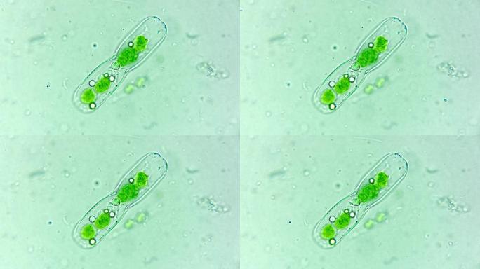 微生物硅藻细菌单细胞原生生物