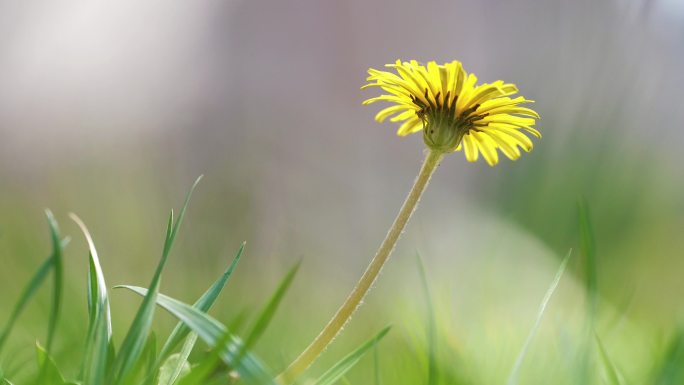 [4K原创】蒲公英开花