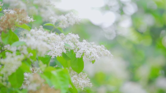 蜜蜂飞舞花丛生机勃勃白花花朵绽放