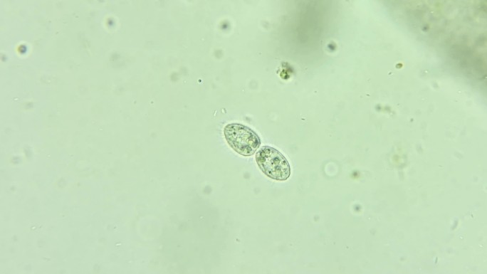 微生物纤毛虫细菌单细胞原生生物 3