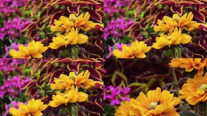高清蜜蜂花朵采蜜实拍