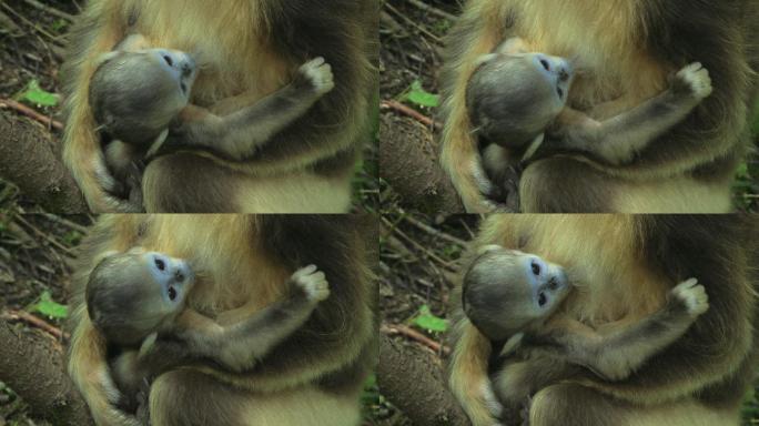 金丝猴宝宝在妈妈怀里吃奶