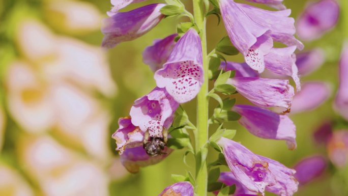 春季春暖花开忙碌的胡蜂飞舞采蜜