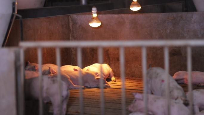 猪舍猪栏保温灯规模猪场
