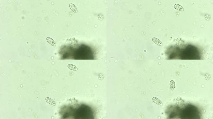 微生物纤毛虫细菌单细胞原生生物 2
