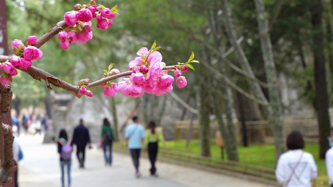 春天游玩北京颐和园的青山绿水好风光美景