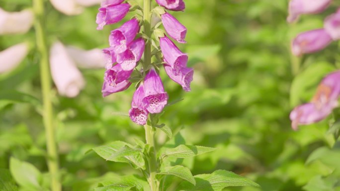 春暖花开忙碌的胡蜂飞舞采蜜