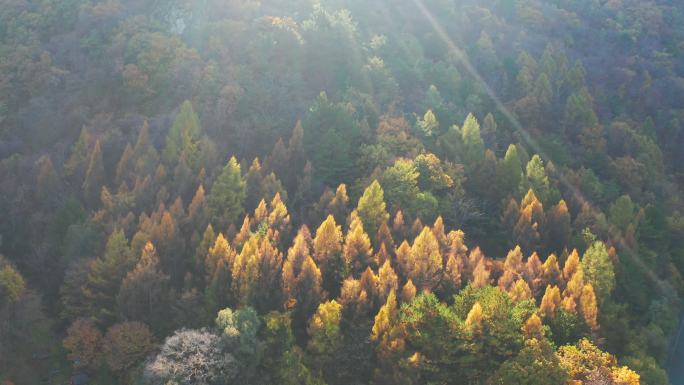 北方秋季树林阳光大气美景航拍