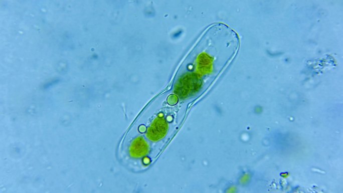 微生物硅藻细菌单细胞 2