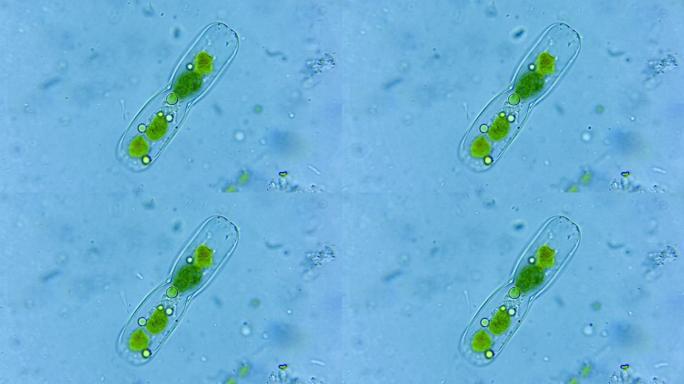 微生物硅藻细菌单细胞 2