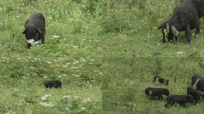 蕨麻猪 野猪 黑猪  藏香猪  猪吃食