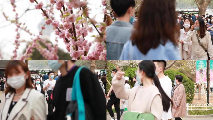 春季游客在樱花盛开的时候游玩拍照
