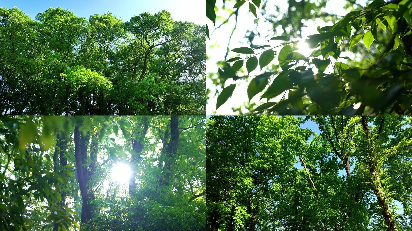 阳光树叶  阳光树林