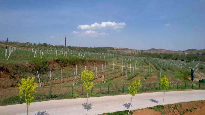 航拍苹果种植基地果园果树B