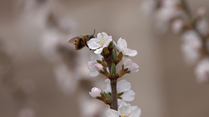 蜜蜂采蜜园丁多角度高清4K素材