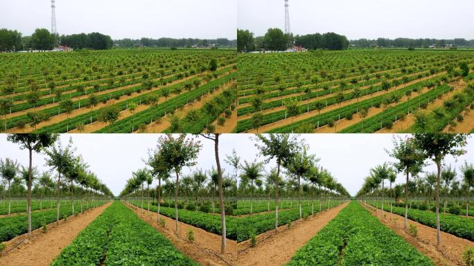 航拍农田整齐