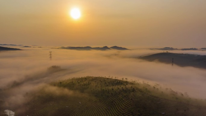 4K 茶园 日出 云雾 延时 航拍